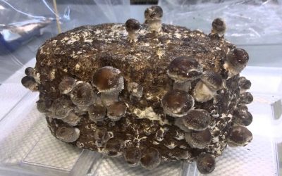 Growing Organic Shiitake Mushrooms Indoors