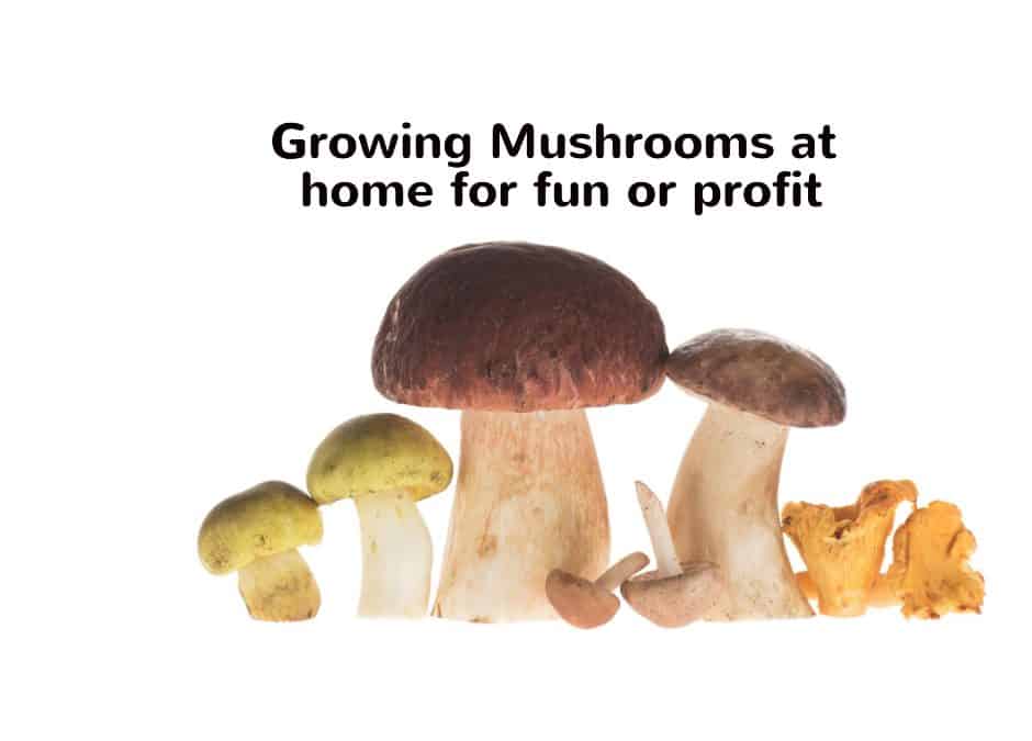 Growing Mushrooms at home for fun or profit.