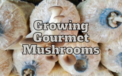 Growing Gourmet Mushrooms