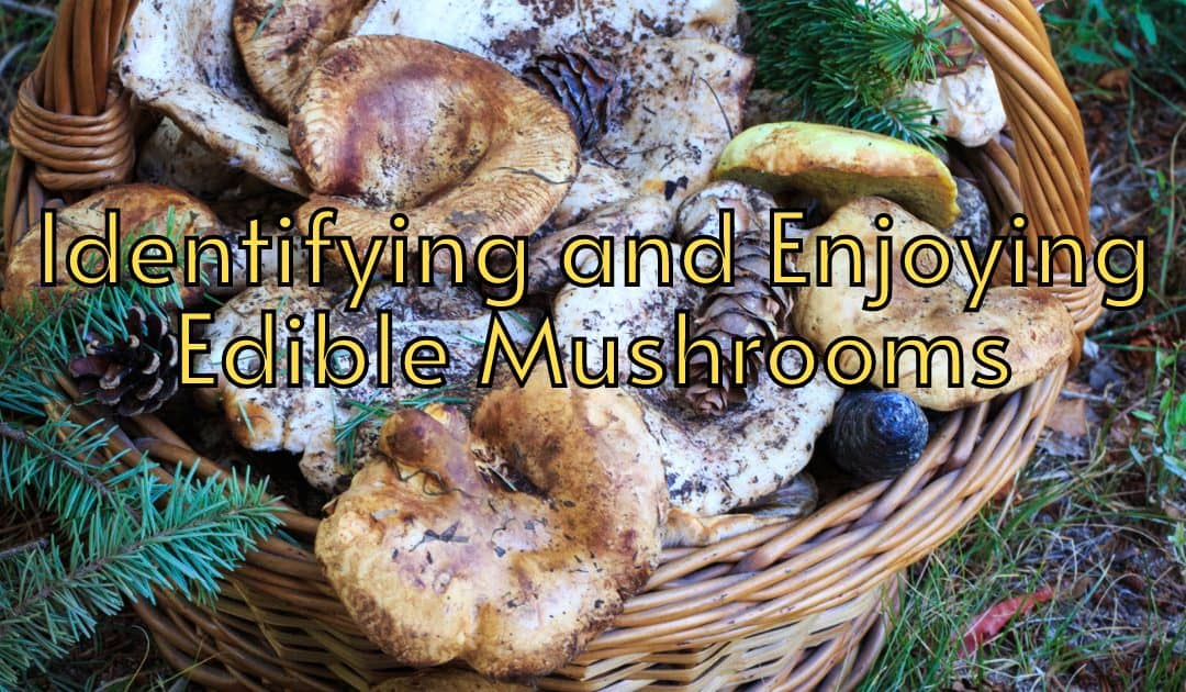 A Comprehensive Guide to Identifying and Enjoying Edible Mushrooms