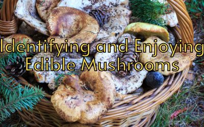 A Comprehensive Guide to Identifying and Enjoying Edible Mushrooms