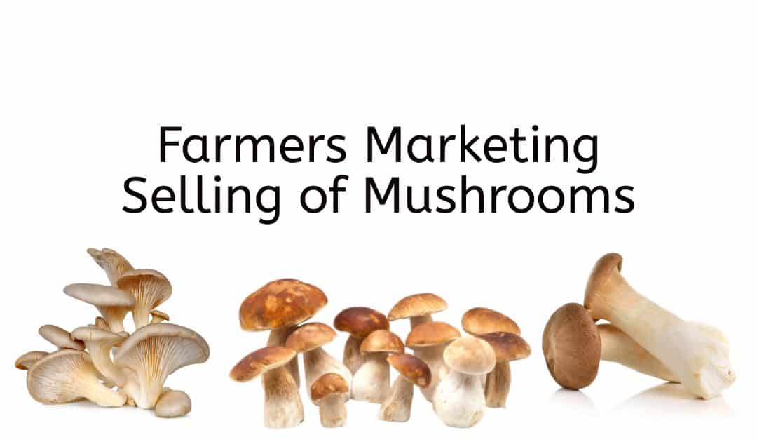 Farmers Marketing Selling of Mushrooms