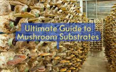 Ultimate Guide to Mushroom Substrates
