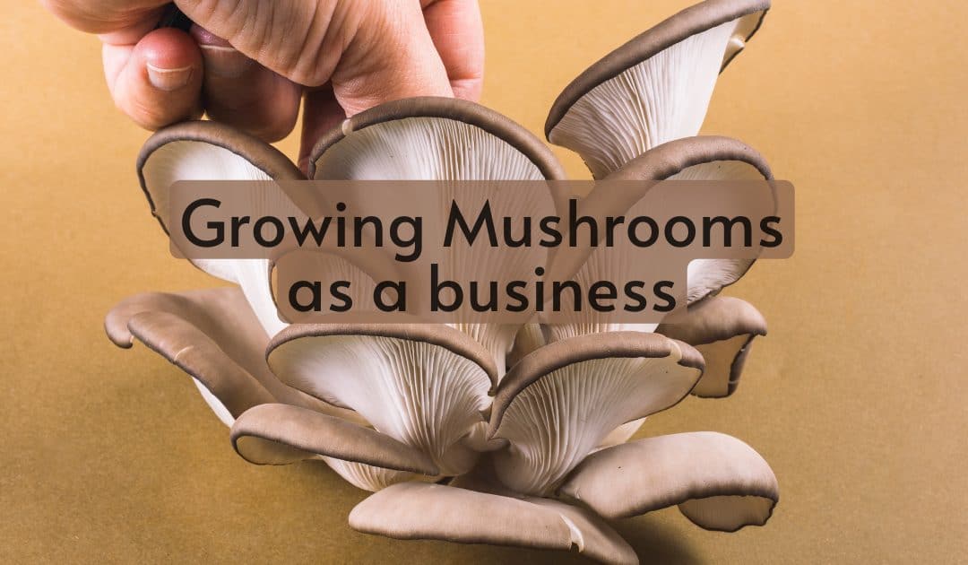 Growing Mushrooms as a business