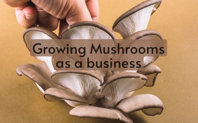 Growing Mushrooms as a business