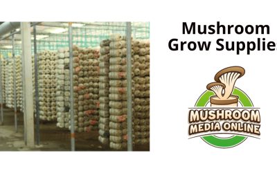 Mushroom Grow Supplies: The Ultimate Guide for Homegrown Fungi