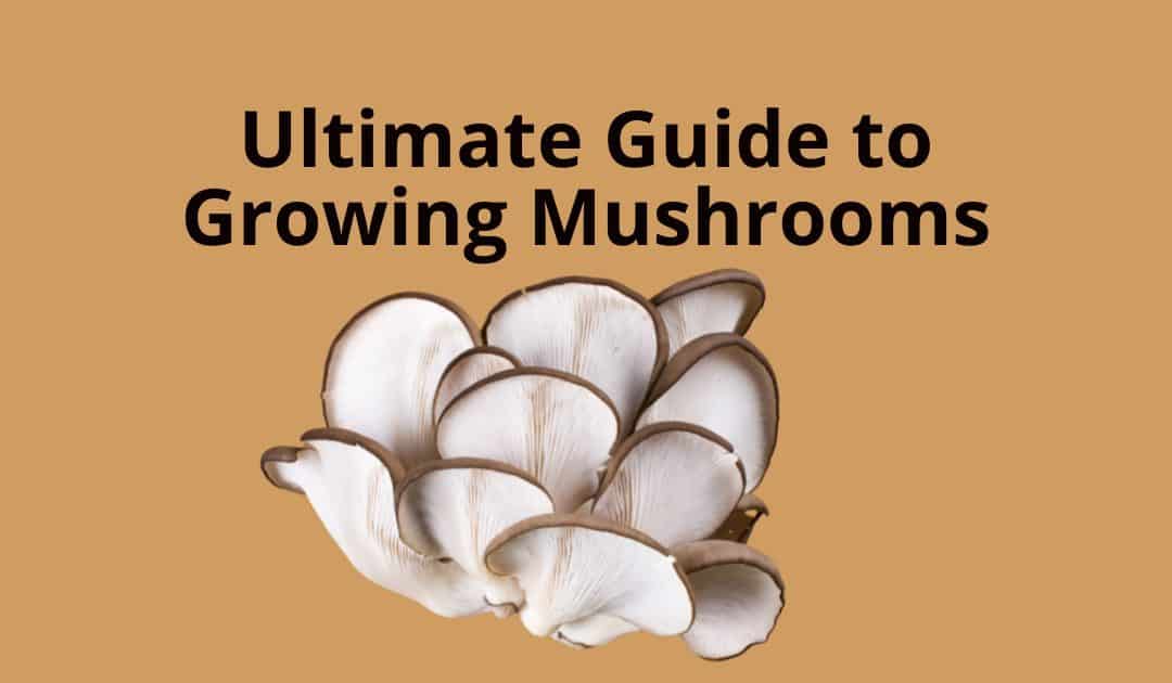 The Ultimate Guide to Growing Mushrooms