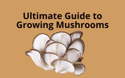 The Ultimate Guide to Growing Mushrooms