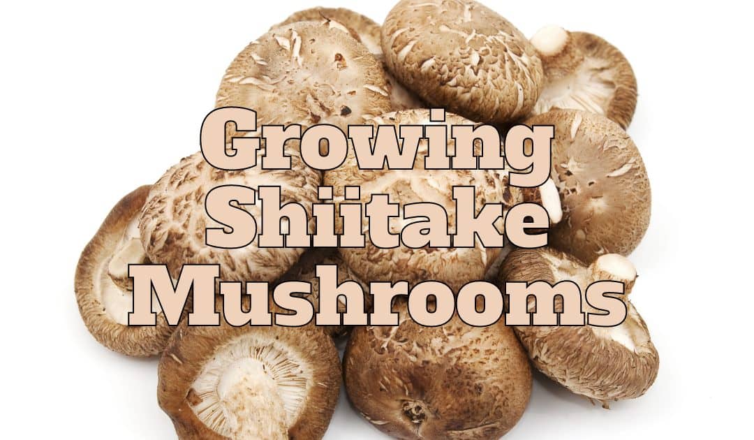Growing Shiitake Mushrooms
