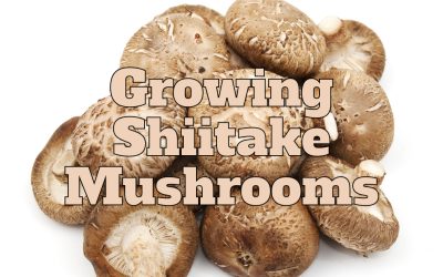 Growing Shiitake Mushrooms