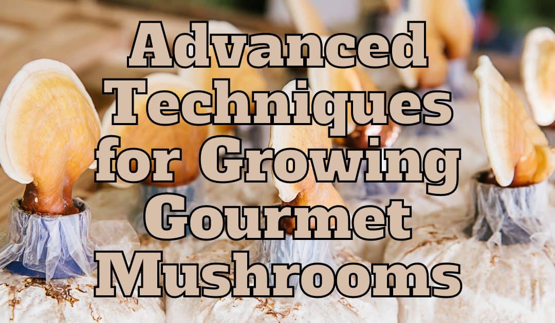 Advanced Techniques for Growing Gourmet Mushrooms