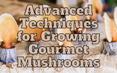 Advanced Techniques for Growing Gourmet Mushrooms