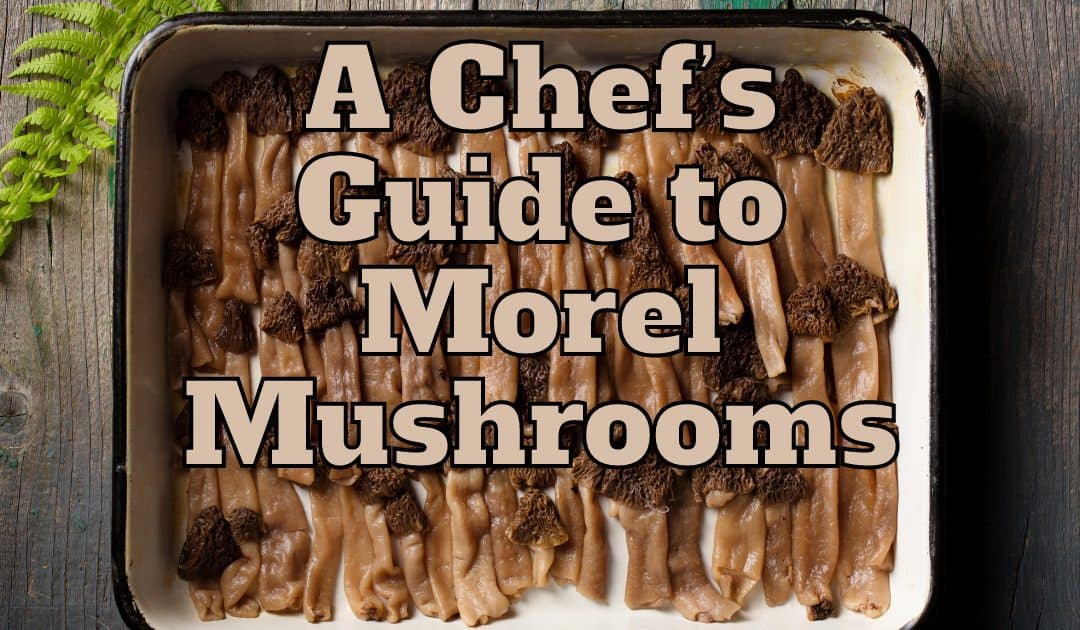 A Chef’s Guide to Morel Mushrooms