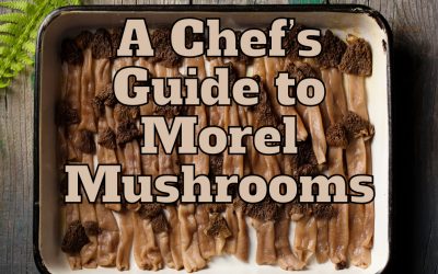 A Chef’s Guide to Morel Mushrooms