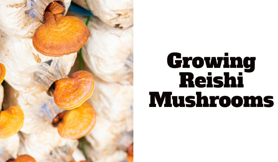 Growing Reishi Mushrooms