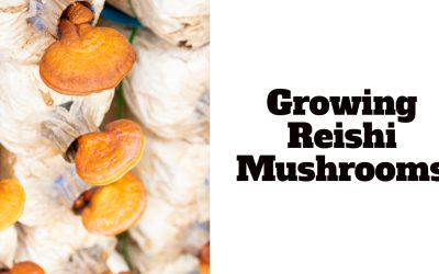 Growing Reishi Mushrooms