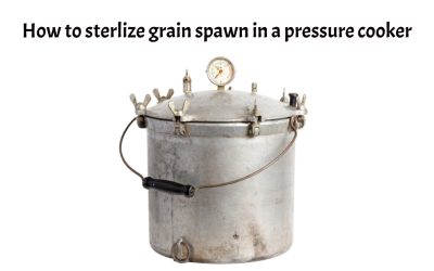 How to sterilize grain spawn in a pressure cooker