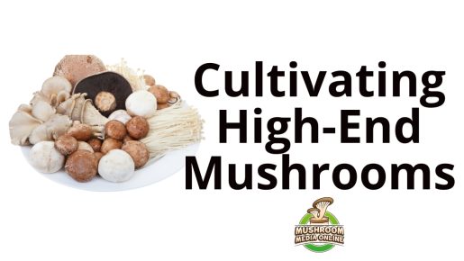 Gourmet Mushroom Growing