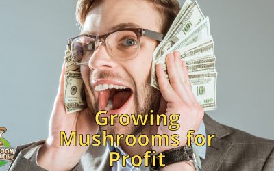 Growing Mushrooms for Profit: A Beginner’s Guide