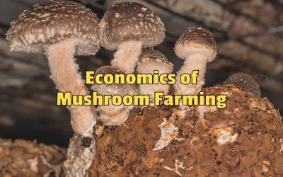 The Economics of Mushroom Farming: Financial Insights for New Farmers