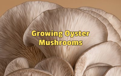 Growing Oyster Mushrooms