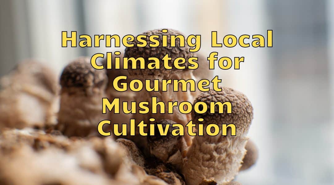 Harnessing Local Climates for Gourmet Mushroom Cultivation