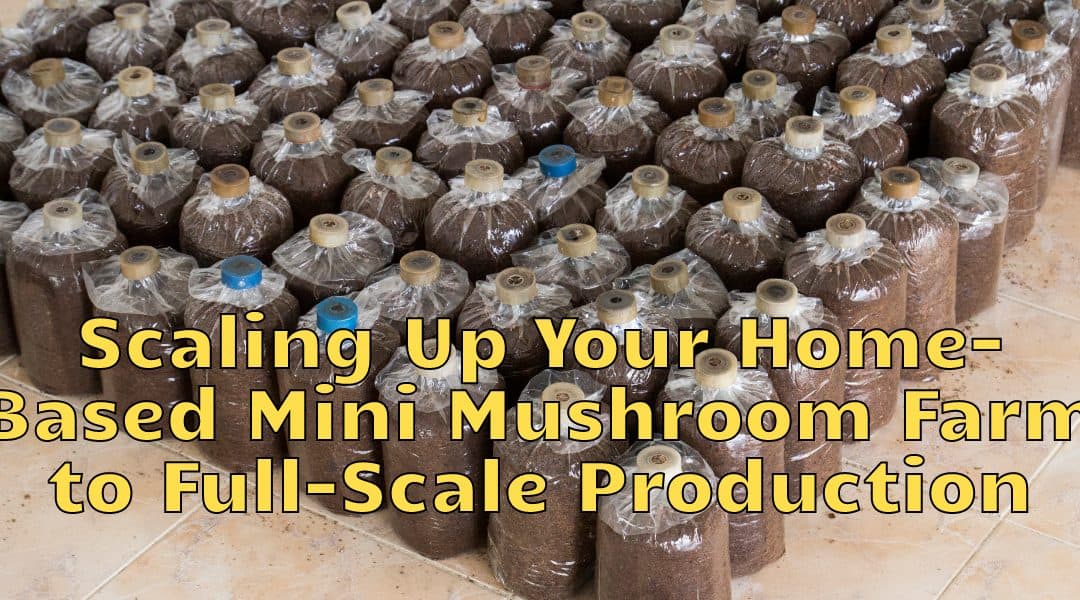 Scaling Up Your Home-Based Mini Mushroom Farm to Full-Scale Production
