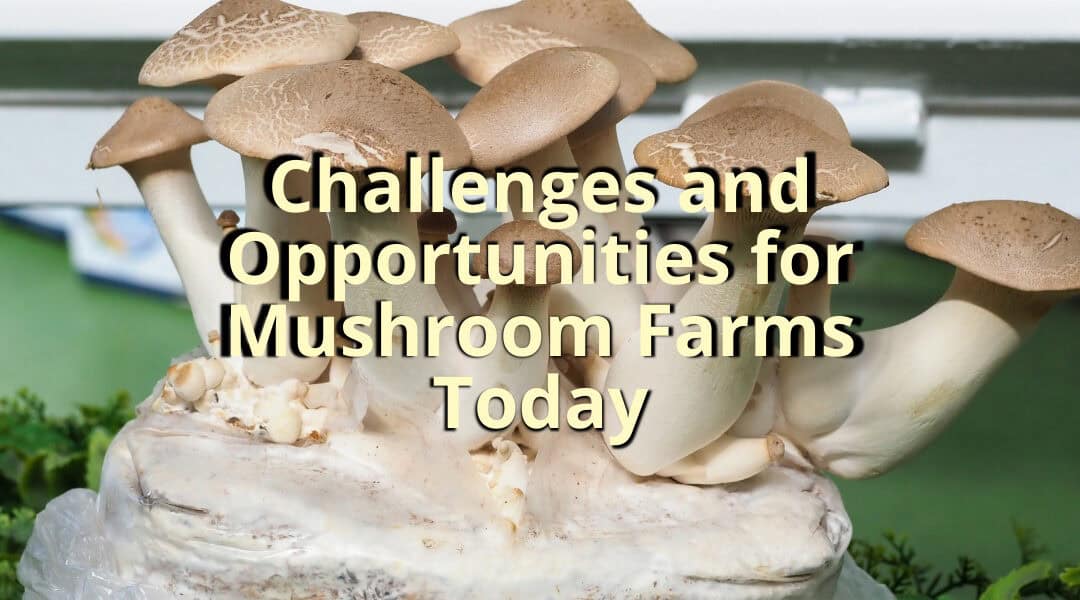 Challenges and Opportunities for Mushroom Farms Today