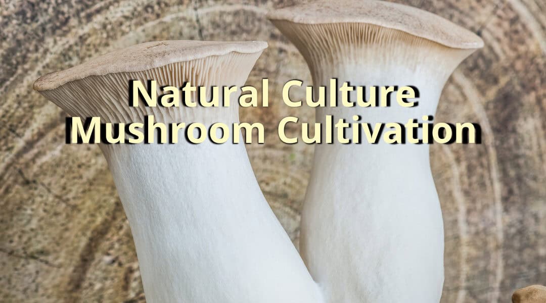 Natural Culture Mushroom Cultivation: Advantages, Disadvantages, and Modern Innovations