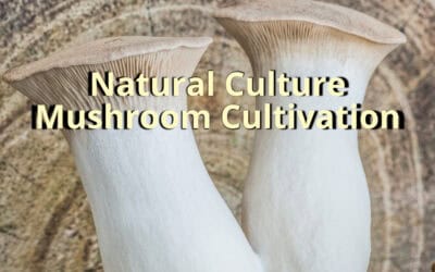 Natural Culture Mushroom Cultivation: Advantages, Disadvantages, and Modern Innovations