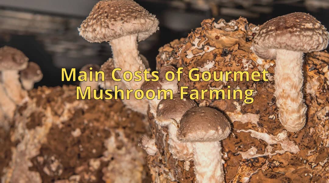 Main Costs of Gourmet Mushroom Farming: A Comprehensive Guide