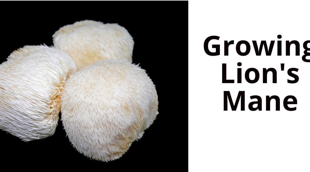 The Ultimate Guide to Growing Lion’s Mane Mushrooms