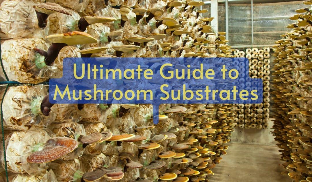 Ultimate Guide to Mushroom Substrates